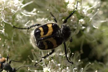 Cetónido avispa (Trichus fasciatus)