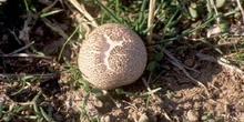 Pedo de lobo (Lycoperdon perlatum)