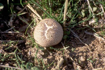 Pedo de lobo (Lycoperdon perlatum)