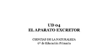 UD 04 - El aparato excretor