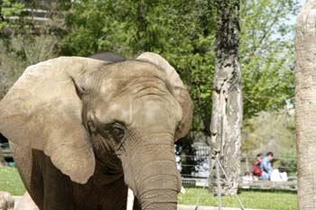 Elefante asiático (Elephas maximus)