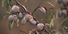 Almendro - Fruto (Prunus dulcis)