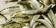 Sardinas