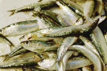 Sardinas