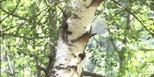Abedul llorón - Tronco (Betula pendula)