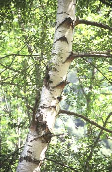 Abedul llorón - Tronco (Betula pendula)