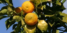 Naranjo amargo - Fruto (Citrus aurantium)