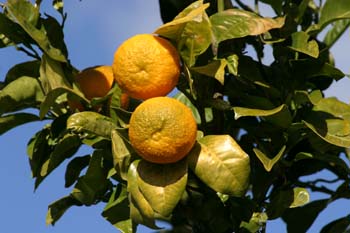 Naranjo amargo - Fruto (Citrus aurantium)