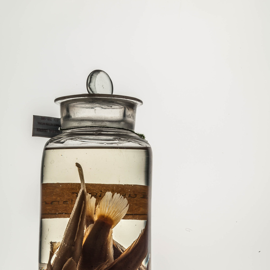 IES_CARDENALCISNEROS_CIENCIASNATURALES_170