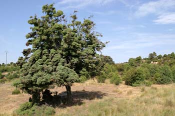 Enebro común - Porte (Juniperus communis)
