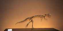 Hypsilophodon (Dinosauria, Ornithopoda), Museo del Jurásico de A