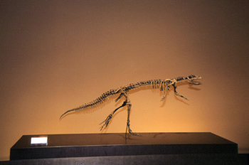 Hypsilophodon (Dinosauria, Ornithopoda), Museo del Jurásico de A