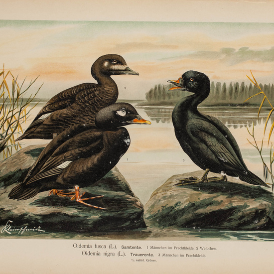 IES_CARDENALCISNEROS_AVES_LAMINAS_079