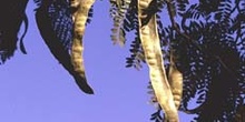 Acacia de tres espinas - Fruto (Gleditsia triacanthos)
