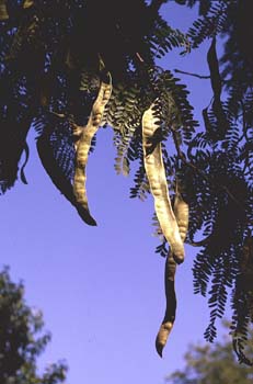 Acacia de tres espinas - Fruto (Gleditsia triacanthos)