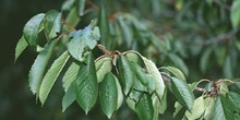 Cerezo - Hoja (Prunus avium)
