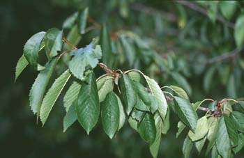 Cerezo - Hoja (Prunus avium)