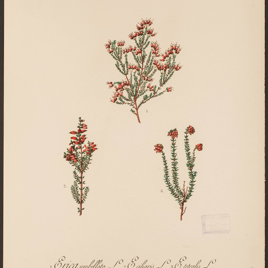 IES_CARDENALCISNEROS_HERBARIO_060