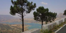 árboles en el Embalse de Bornos, Cádiz, Andalucía