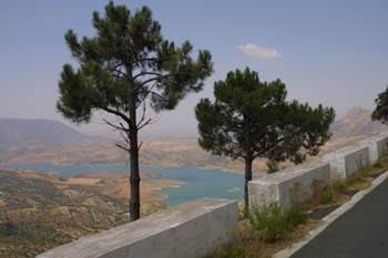 árboles en el Embalse de Bornos, Cádiz, Andalucía