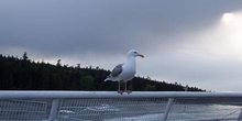 Gaviota, Parque de las Islas del Golfo, Victoria