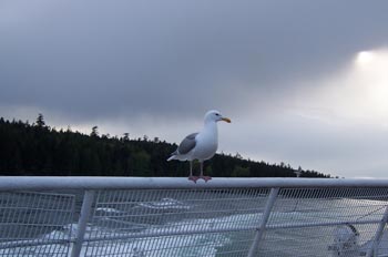 Gaviota, Parque de las Islas del Golfo, Victoria