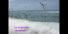 GAVIOTAS