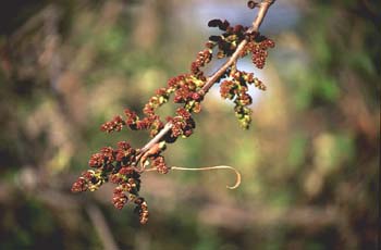 Cornicabra ó terebinto (Pistacia terebinthus)