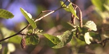 Aliso - Fruto (Alnus glutinosa)
