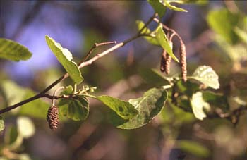 Aliso - Fruto (Alnus glutinosa)