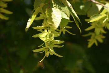 Carpe - Fruto (Carpinus betulus)