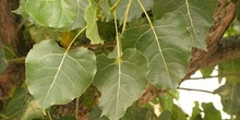 Chopo de Canadá - Hojas (Populus x canadensis)