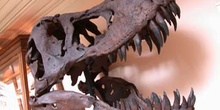 Tyranosaurus rex (Reptil) Cretácico