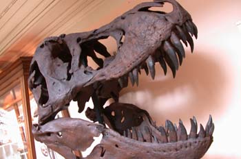 Tyranosaurus rex (Reptil) Cretácico