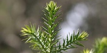 Pino de Paraná (Araucaria angustifolia)
