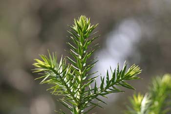 Pino de Paraná (Araucaria angustifolia)