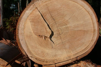 Anillos de un tronco