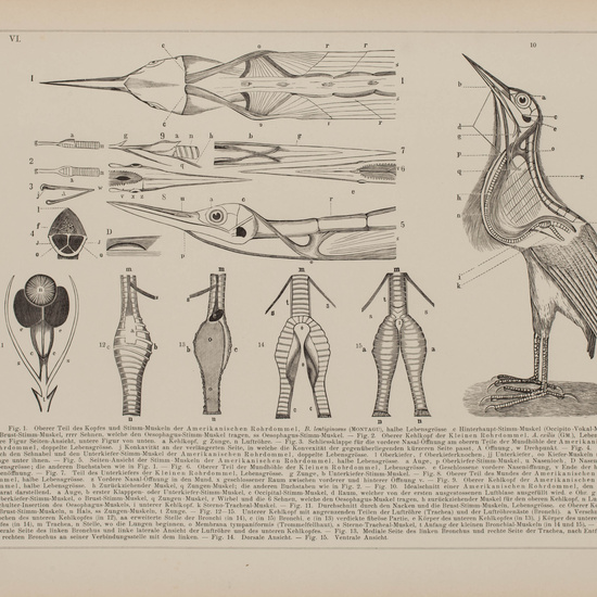 IES_CARDENALCISNEROS_AVES_LAMINAS_238