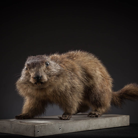 IES_SANISIDRO_MUSEO_Zoolgía_103