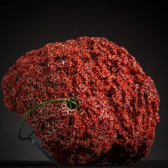 IES_CARDENALCISNEROS_CONCHAS_103