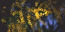 Mimosa - Flor (Acacia dealbata)