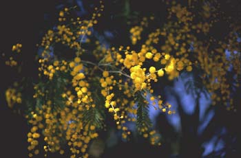 Mimosa - Flor (Acacia dealbata)