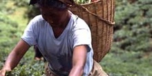 Mujer recogiendo la hoja en una plantación de té, Dajeerling, In