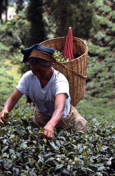 Mujer recogiendo la hoja en una plantación de té, Dajeerling, In