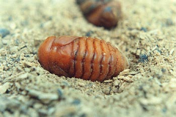 Escarabajo rinoceronte (Oryctes nasicornis)