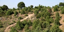 Enebro común - Bosque (Juniperus communis)