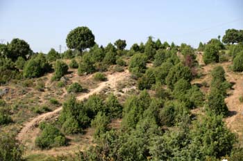 Enebro común - Bosque (Juniperus communis)