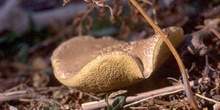 Boleto (Xerocomus sp.)