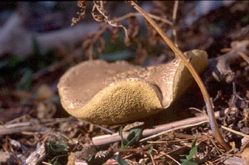 Boleto (Xerocomus sp.)