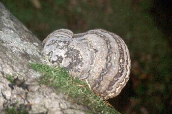 Hongo yesquero (Fomes fometarius)